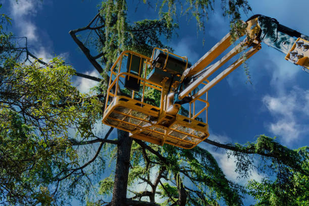 Best Tree Removal Services  in Hunter, OH